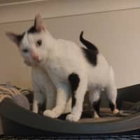 Photo of C 1 And Panda