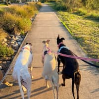 Photo of Muffin, The Small Greyhound