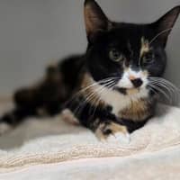 Photo of Dot