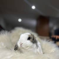 Photo of Daphne 