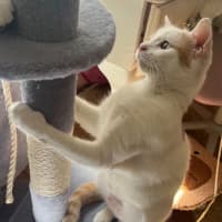 Photo of Peaches