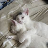 Photo of Biscuit And Bean