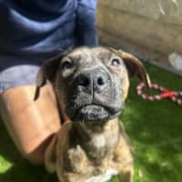 Photo of Nancy (Nala)