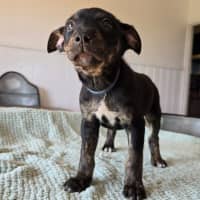 Photo of The Swedish Chef 