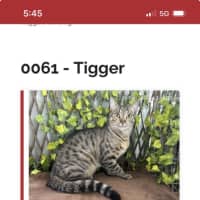 Photo of Tigger