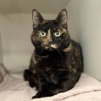 Photo of Anne Meowaway