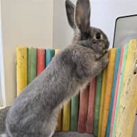 Photo of Oreo 