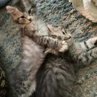 Photo of King Fluffernutter 