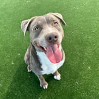 Photo of Rigby Imp 2134