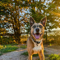 Photo of Bear 