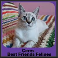 Photo of Ceres 