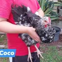 Photo of Winter   Coco And Sven