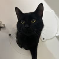 Photo of Sabre