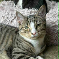 Photo of Donner *9 Lives Project Rescue*