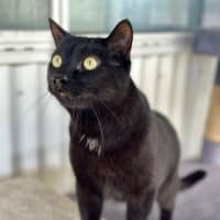 Photo of Loki
