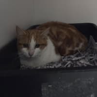 Photo of Daisy 