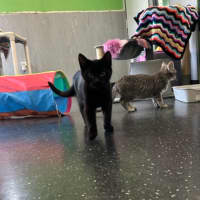 Photo of Licorice
