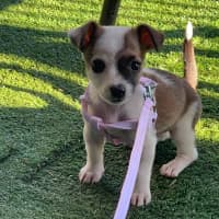 Photo of Fifi