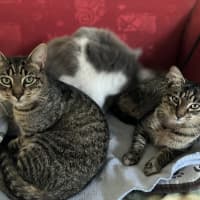 Photo of Felix And Forrest