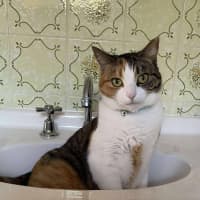 Photo of Holly & Angel