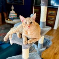 Photo of Indigo