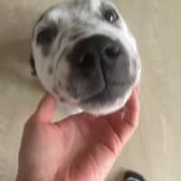 Photo of Tuffet