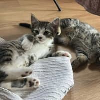 Photo of Ozzy *9 Lives Project Rescue*