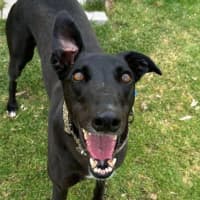 Photo of Lola The Greyhound