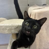 Photo of Pumpkin