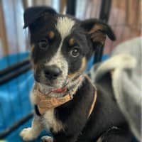 Photo of Bessie