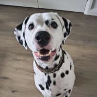 Photo of Diego   9 Year Old Dalmatian