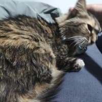 Photo of Georgie