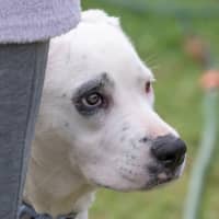 Photo of Domino