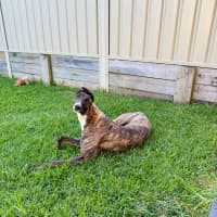 Photo of Clay, The Greyhound