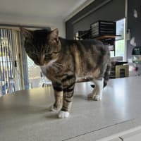 Photo of Theodore ** 2nd Chance Cat Rescue**