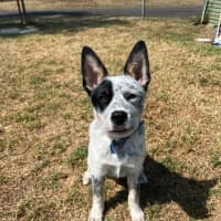 Photo of Angus