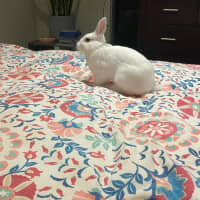 Photo of Rabbit Irwin