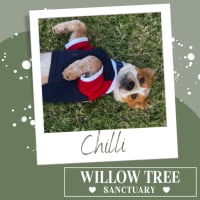 Photo of Chilli