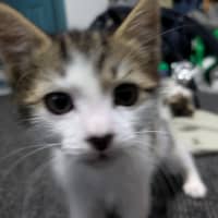 Photo of Lightning Snail