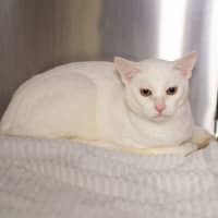 Photo of Marshmallow