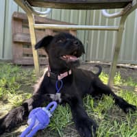 Photo of Ivy   8 Week Old Wolfhound X