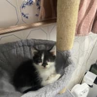 Photo of Jelly Bean