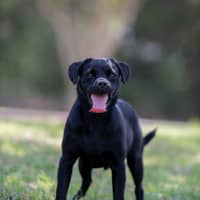 Photo of Finn