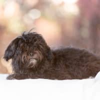 Photo of Onyx