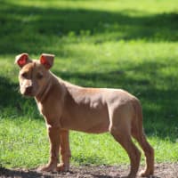 Photo of Dottie