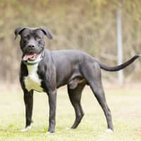Photo of Taz