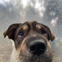 Photo of Boggie