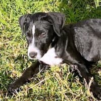 Photo of Cody 😎 8 Month Old Male Mixed Breed