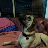 Photo of Bonnie Girl