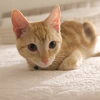 Photo of Winston